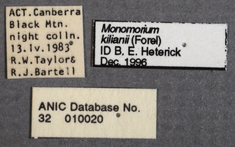 File:Monomorium kiliani ANIC32-010020 labels-final-Antwiki.jpg