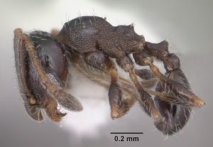 Pheidole littoralis casent0104405 profile 1.jpg