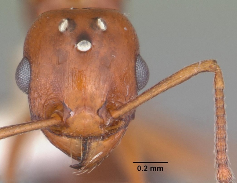 File:Tetramorium quadrispinosum casent0102386 head 1.jpg