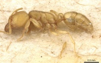 Typhlomyrmex major casent0915317 p 1 high.jpg