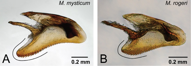 File:Zookeys-394-001-g029.jpg