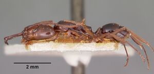 Anochetus madagascarensis casent0101609 profile 1.jpg