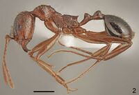 Aphaenogaster aktaci F2.jpg