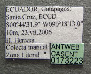 Camponotus conspicuus zonatus casent0173223 label 1.jpg