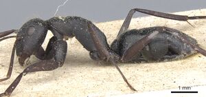 Camponotus morosus casent0903651 p 1 high.jpg