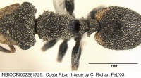 Cephalotes peruviensis D inbiocri002281725.jpg