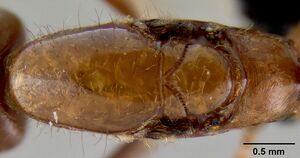 Crematogaster mpanjono casent0067033 d 3 high.jpg