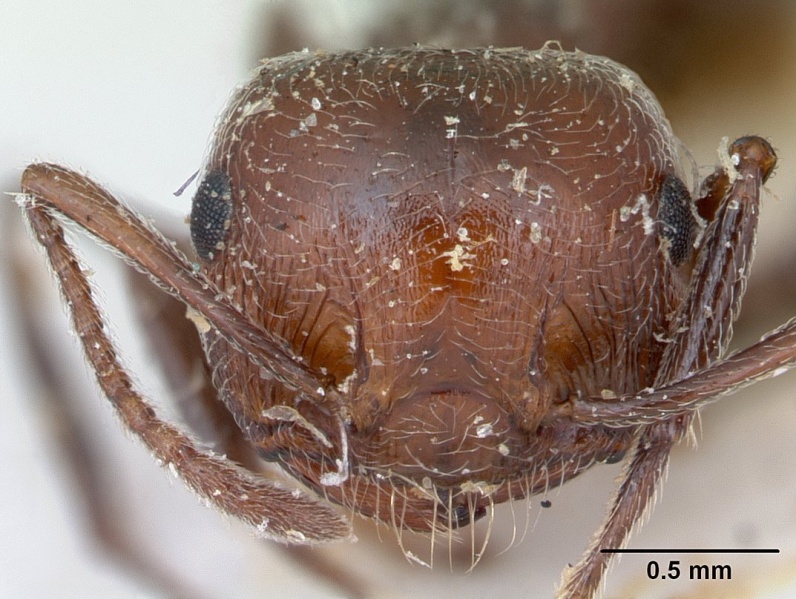 File:Crematogaster senegalensis casent0173209 head 1.jpg