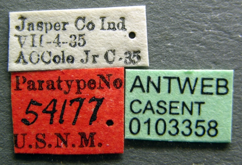 File:Formica indianensis casent0103358 label 1.jpg