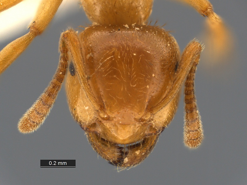 File:Lasius-plumopilosus-MCZ001H.jpg