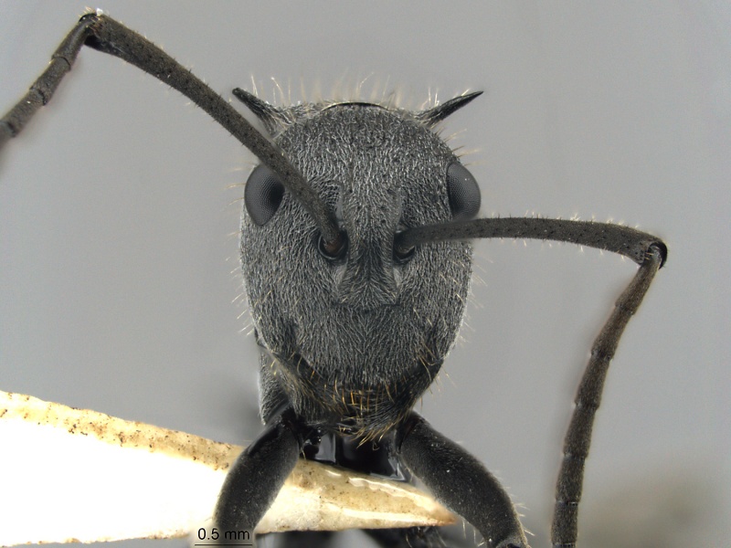 File:MCZ ENT Polyrhachis schistacea hef.jpg