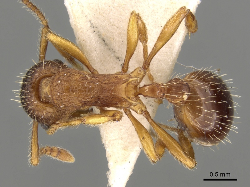 File:Myrmica slovaca D casent0280823.jpg