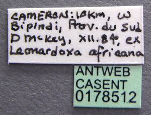 Petalomyrmex phylax casent0178512 label 1.jpg