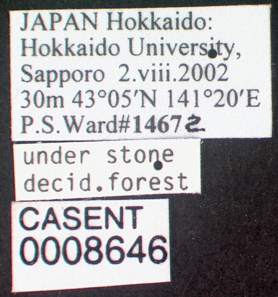 File:Ponera japonica casent0008646 label 1.jpg