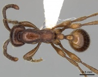 Aenictus philippinensis casent0249282 d 1 high.jpg