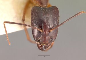 Camponotus dufouri casent0101919 head 1.jpg