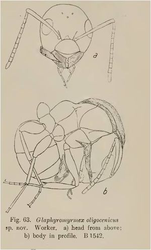 Glaphyromyrmex oligocenicus.jpg