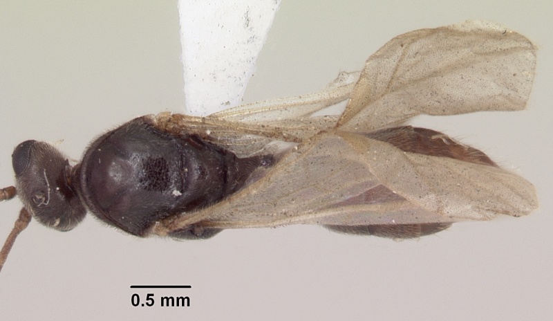 File:Pachycondyla elisae rotundata sam-hym-c006240b dorsal 1.jpg