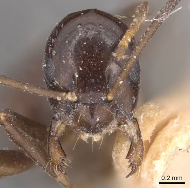 File:Prolasius depressiceps casent0905128 h 1 high.jpg