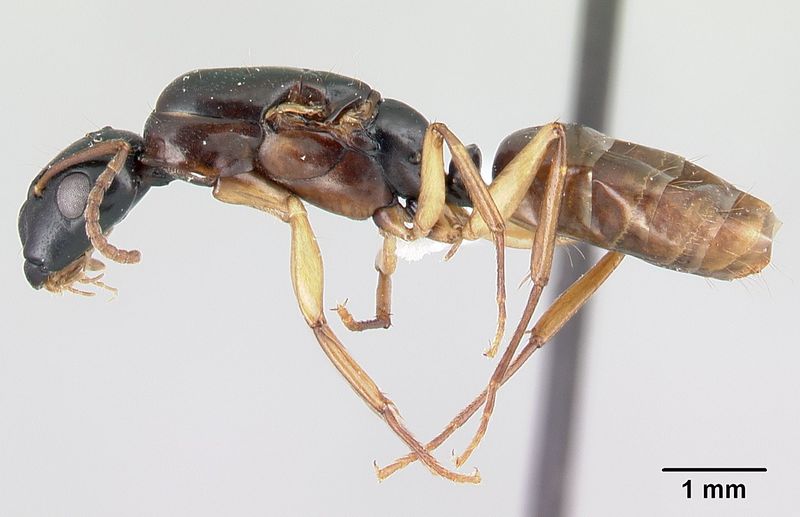 File:Camponotus bevohitra casent0437246 p 1 high.jpg