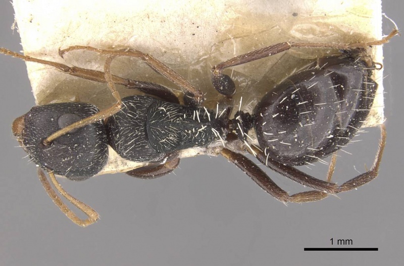 File:Camponotus confluens casent0910552 d 1 high.jpg