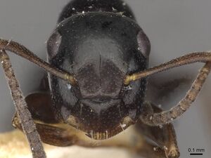 Camponotus gasseri casent0910604 h 1 high.jpg