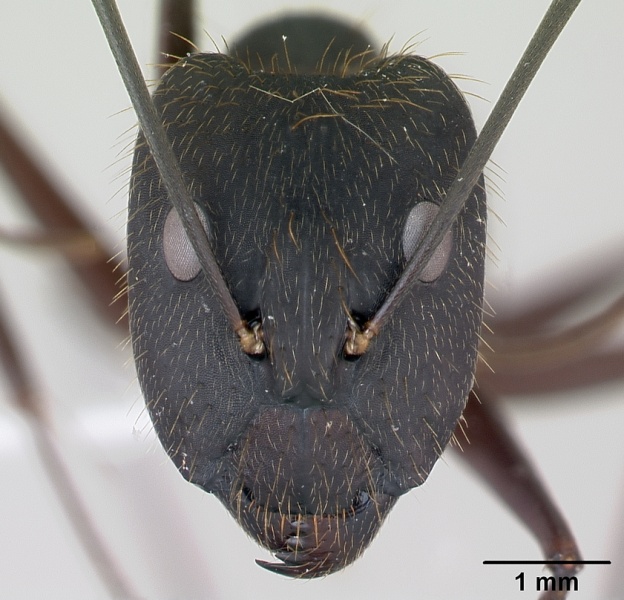 File:Camponotus lespesii casent0173428 head 1.jpg