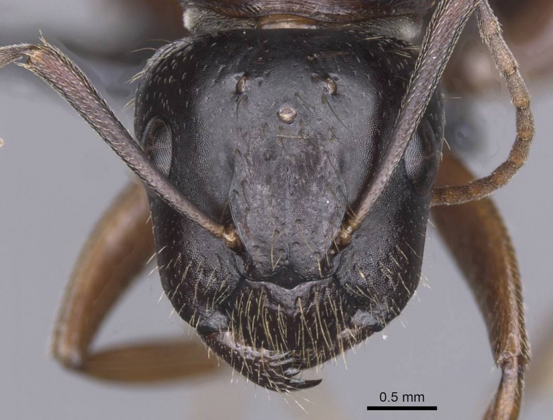 File:Camponotus sannini casent0913799 h 1 high.jpg