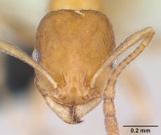 Monomorium robertsoni casent0035010 head 1.jpg