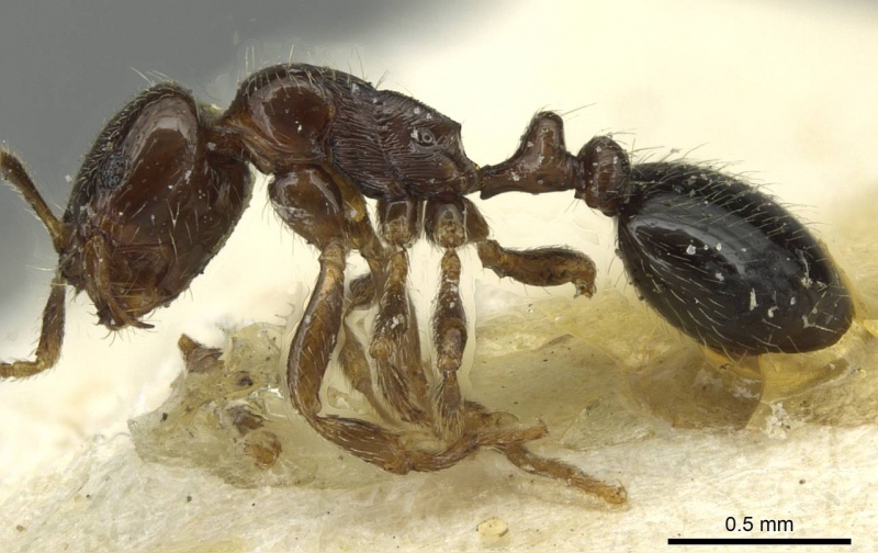 File:Oxyepoecus daguerrei casent0913870 p 1 high.jpg