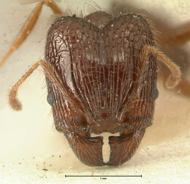 File:Pheidole makilingi focol1391 h 1 high.jpg