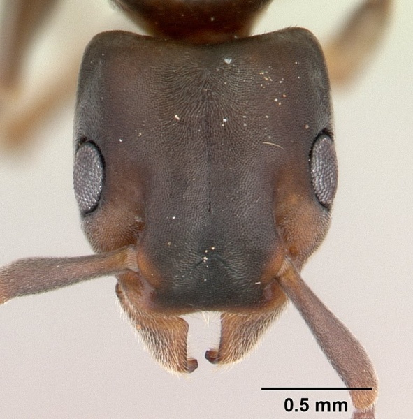 File:Platythyrea arthuri casent0147547 head 1.jpg