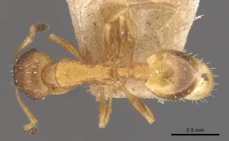 File:Temnothorax tauricus casent0909049 d 1 high.jpg