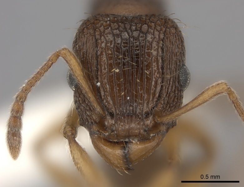 File:Tetramorium erectum casent0100793 h 1 high.jpg