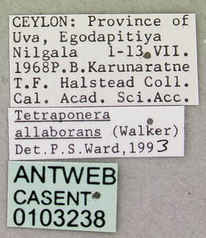 Tetraponera allaborans casent0103238 label 1.jpg