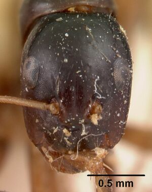 Camponotus christi maculiventris casent0102104 head 1.jpg