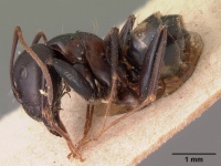 Camponotus quadrimaculatus sellaris casent0102109 profile 1.jpg