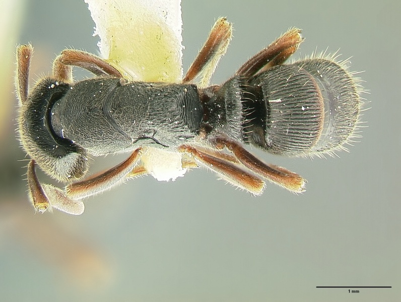 File:Ectomomyrmex striatulus had.jpg