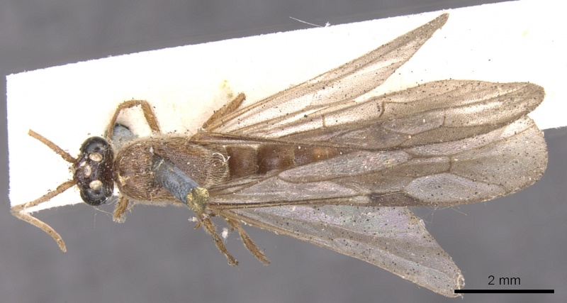 File:Neivamyrmex romandii casent0902652 d 1 high.jpg