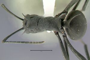 Polyrhachis-armataD1.6x.jpg