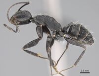 Camponotus liandia holotype casent0803903 p.jpg