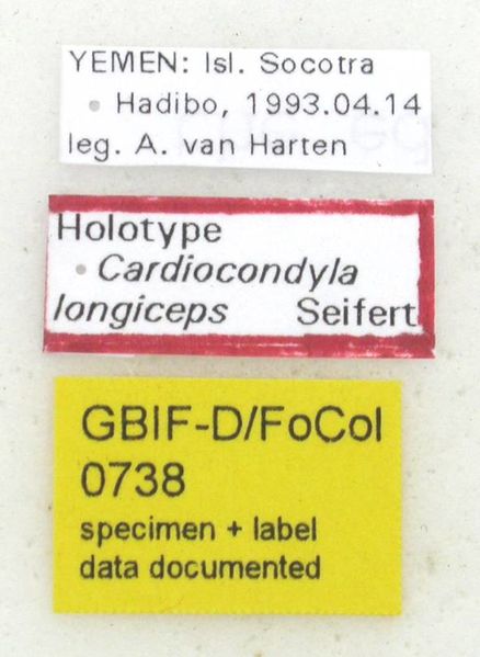 File:Cardiocondyla longiceps focol0738 l 1 high.jpg