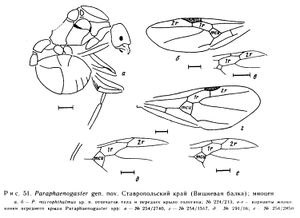 Dlussky 1981-7Paraphaenogaster-microphthalma.jpg