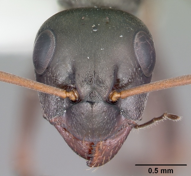 File:Formica glacialis casent0104762 head 1.jpg