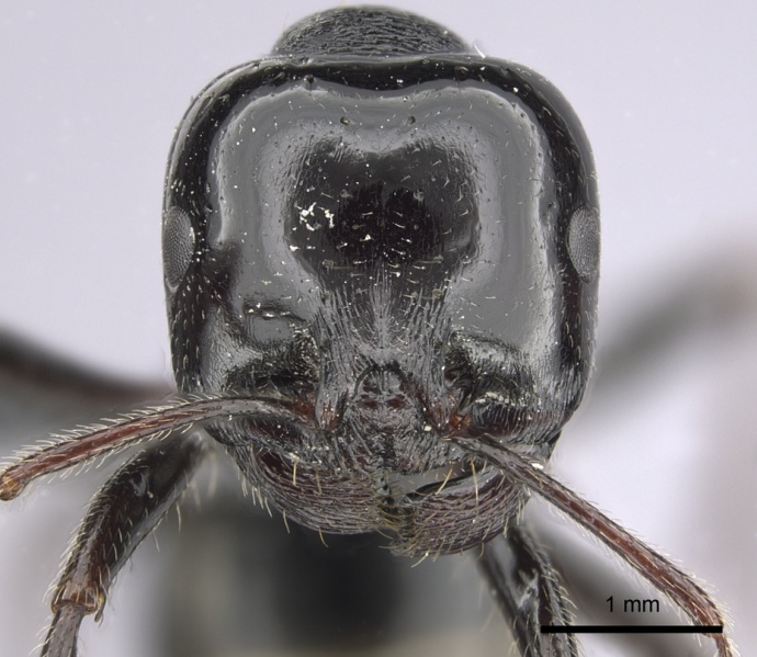 File:Messor ebeninus casent0263749 h 1 high.jpg