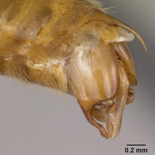 File:Odontomachus coquereli casent0063858 profile 3.jpg