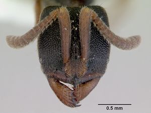 Pachycondyla ruficornis casent0172434 head 1.jpg
