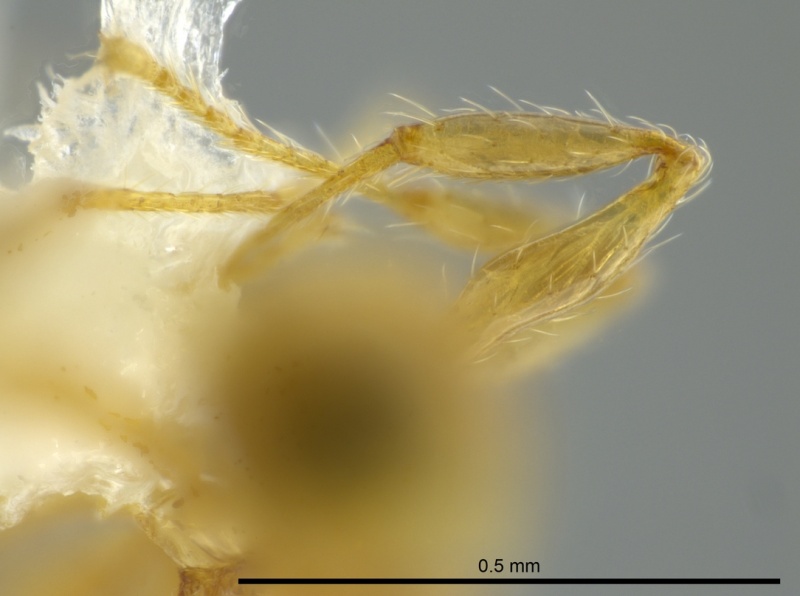 File:Pheidole christopherseni casent0612251 p 4 high.jpg