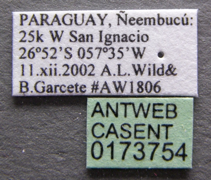 File:Pseudomyrmex flavidulus casent0173754 label 1.jpg