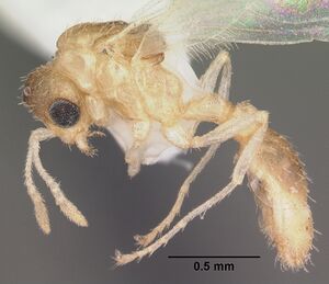 Temnothorax allardycei casent0104008 profile 1.jpg